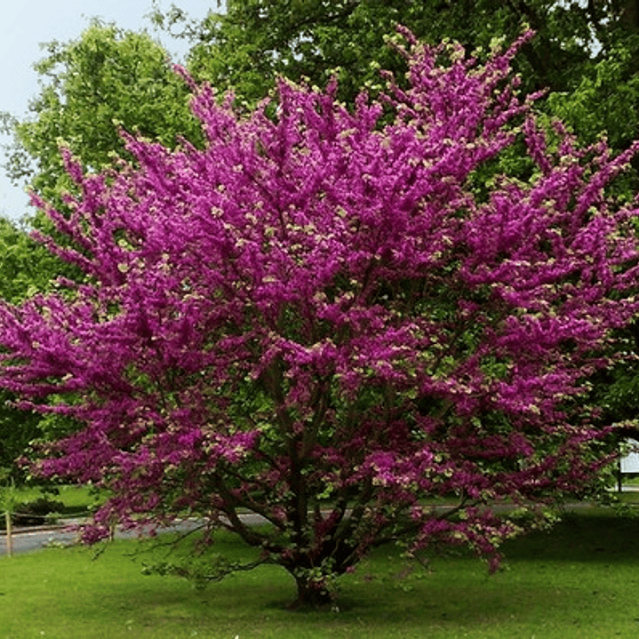 Árbol De Judea Árbol Del Amor Flor Exótica 3