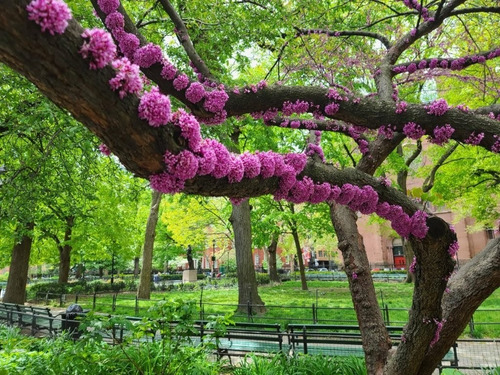 Árbol De Judea Árbol Del Amor Flor Exótica 4