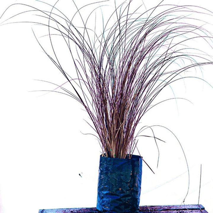 Pack De 10 Carex Comans Bronze Gramínea 1