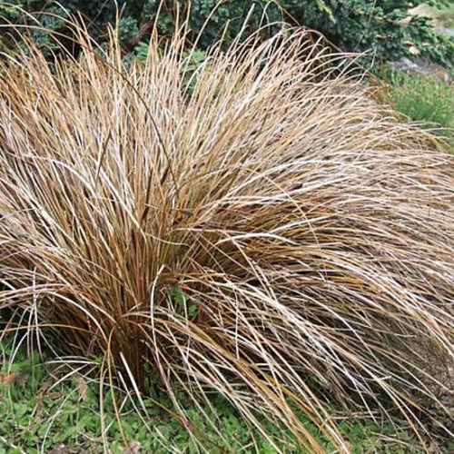 Pack De 10 Carex Comans Bronze Gramínea 2