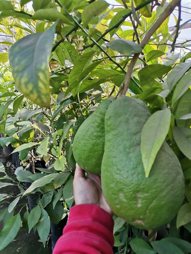 Limón Cidra Limonero Citrus Medica Frutal Injertado Exótico 1