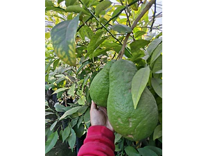 Limón Cidra Limonero Citrus Medica Frutal Injertado Exótico