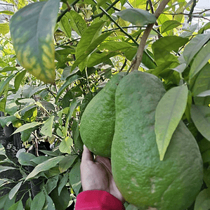 Limón Cidra Limonero Citrus Medica Frutal Injertado Exótico