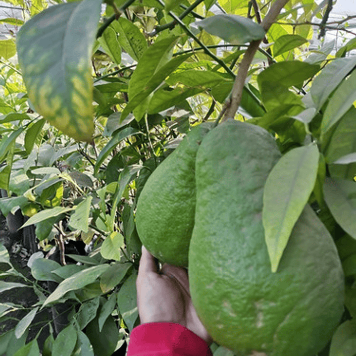 Limón Cidra Limonero Citrus Medica Frutal Injertado Exótico 1