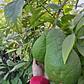 Limón Cidra Limonero Citrus Medica Frutal Injertado Exótico - Miniatura 1