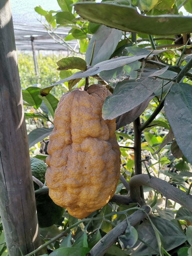 Limón Cidra Limonero Citrus Medica Frutal Injertado Exótico 2