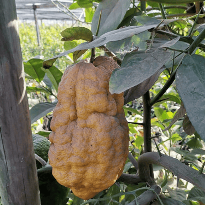 Limón Cidra Limonero Citrus Medica Frutal Injertado Exótico 2