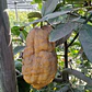 Limón Cidra Limonero Citrus Medica Frutal Injertado Exótico - Miniatura 2