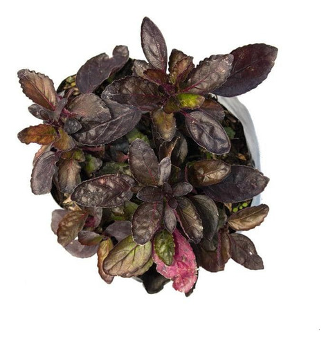 Pack De 10 Ajuga Morada Cubresuelo Reptans Consuelda 1