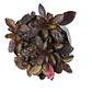 Pack De 10 Ajuga Morada Cubresuelo Reptans Consuelda - Miniatura 1