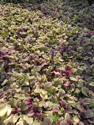 Pack De 10 Ajuga Morada Cubresuelo Reptans Consuelda 2