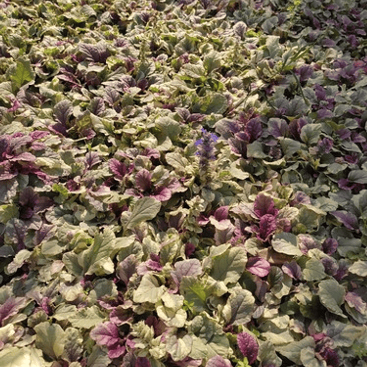 Pack De 10 Ajuga Morada Cubresuelo Reptans Consuelda 2
