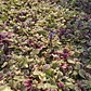 Pack De 10 Ajuga Morada Cubresuelo Reptans Consuelda - Miniatura 2