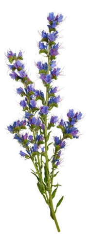 Equium Echium Planta Ornamental Flor 1
