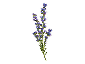 Equium Echium Planta Ornamental Flor