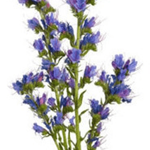 Equium Echium Planta Ornamental Flor