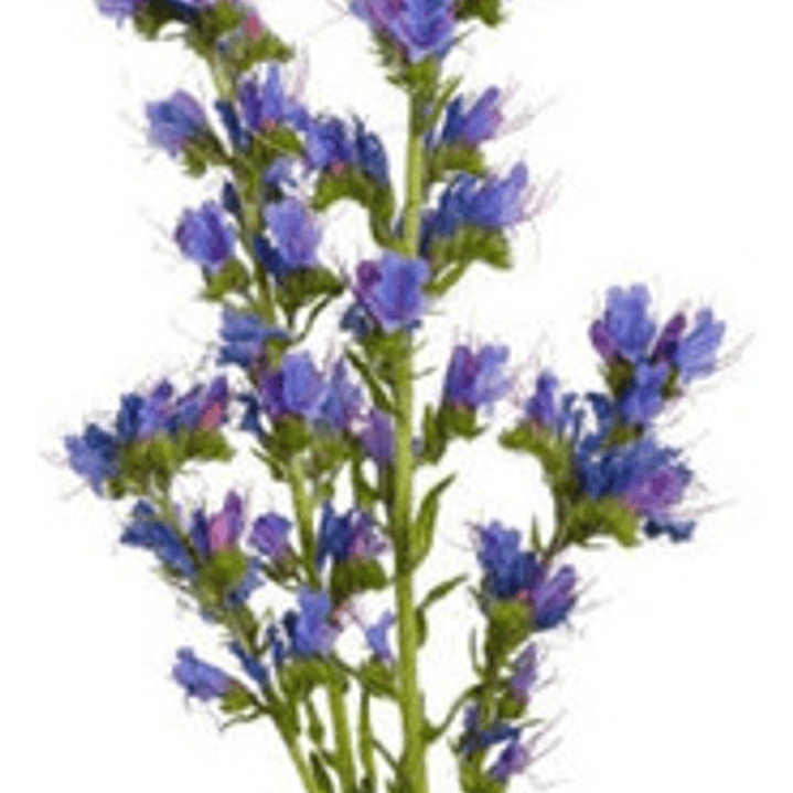 Equium Echium Planta Ornamental Flor 1