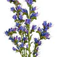Equium Echium Planta Ornamental Flor - Miniatura 1