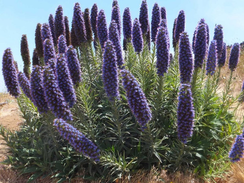 Equium Echium Planta Ornamental Flor 2