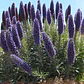 Equium Echium Planta Ornamental Flor - Miniatura 2