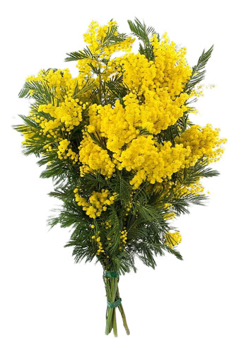 Acacia Baileyana Purpurea Rubra Árbol Ornamental 1