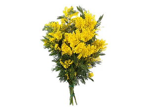 Acacia Baileyana Purpurea Rubra Árbol Ornamental
