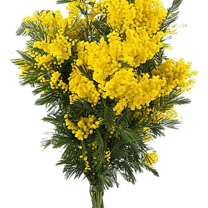 Acacia Baileyana Purpurea Rubra Árbol Ornamental