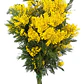 Acacia Baileyana Purpurea Rubra Árbol Ornamental - Miniatura 1