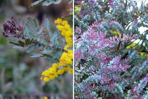 Acacia Baileyana Purpurea Rubra Árbol Ornamental 2