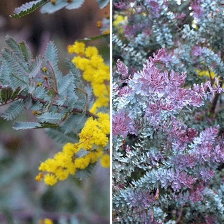 Acacia Baileyana Purpurea Rubra Árbol Ornamental 2