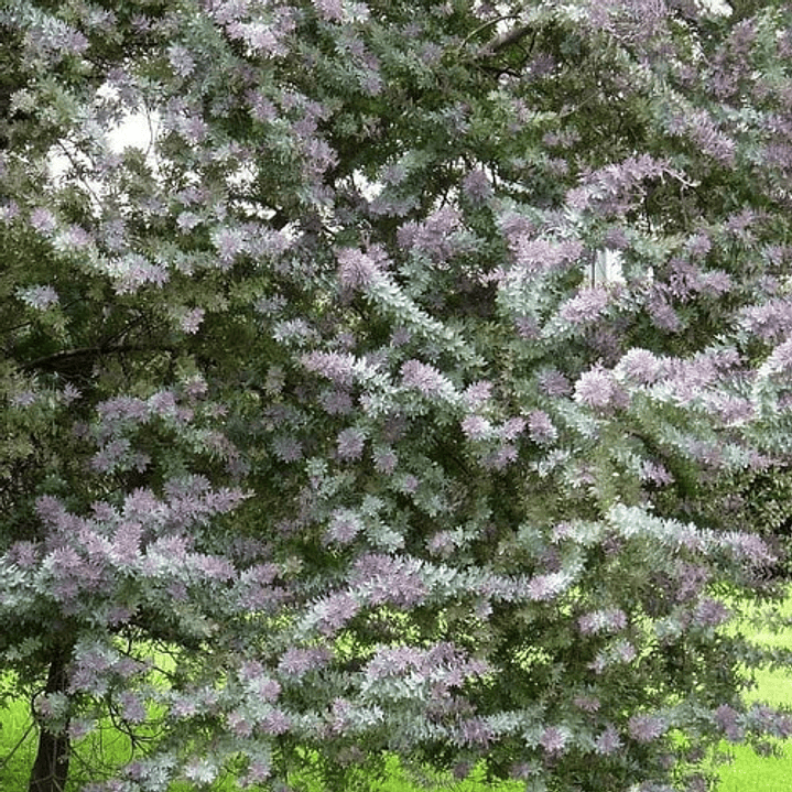 Acacia Baileyana Purpurea Rubra Árbol Ornamental 3