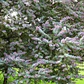 Acacia Baileyana Purpurea Rubra Árbol Ornamental - Miniatura 3