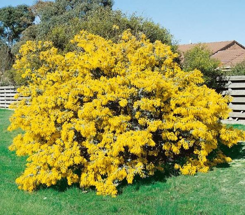 Acacia Baileyana Purpurea Rubra Árbol Ornamental 4