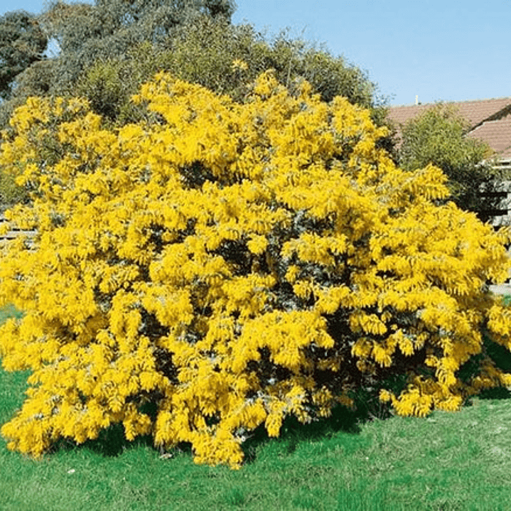Acacia Baileyana Purpurea Rubra Árbol Ornamental 4
