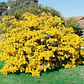 Acacia Baileyana Purpurea Rubra Árbol Ornamental - Miniatura 4