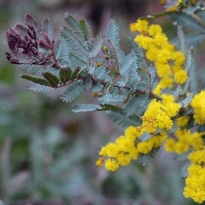 Acacia Baileyana Purpurea Rubra Árbol Ornamental 5