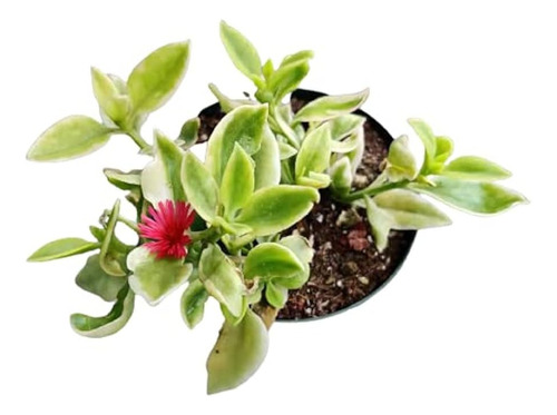 Pack De 10 Aptenia Cardifolia Cubresuelo Suculenta Flor 1