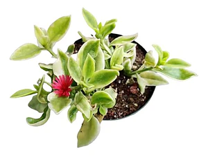 Pack De 10 Aptenia Cardifolia Cubresuelo Suculenta Flor