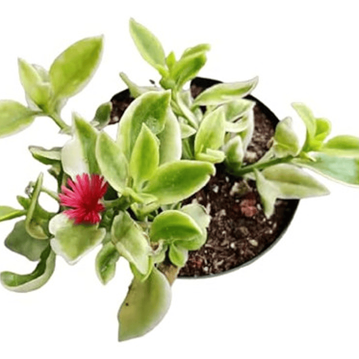 Pack De 10 Aptenia Cardifolia Cubresuelo Suculenta Flor 1