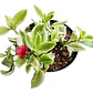 Pack De 10 Aptenia Cardifolia Cubresuelo Suculenta Flor - Miniatura 1