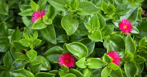 Pack De 10 Aptenia Cardifolia Cubresuelo Suculenta Flor 2