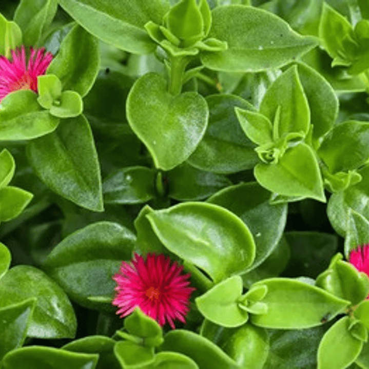 Pack De 10 Aptenia Cardifolia Cubresuelo Suculenta Flor 2