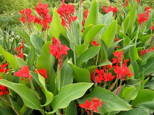 Achira Canna Indica Roja Planta Y Bulbo Ornamental 1