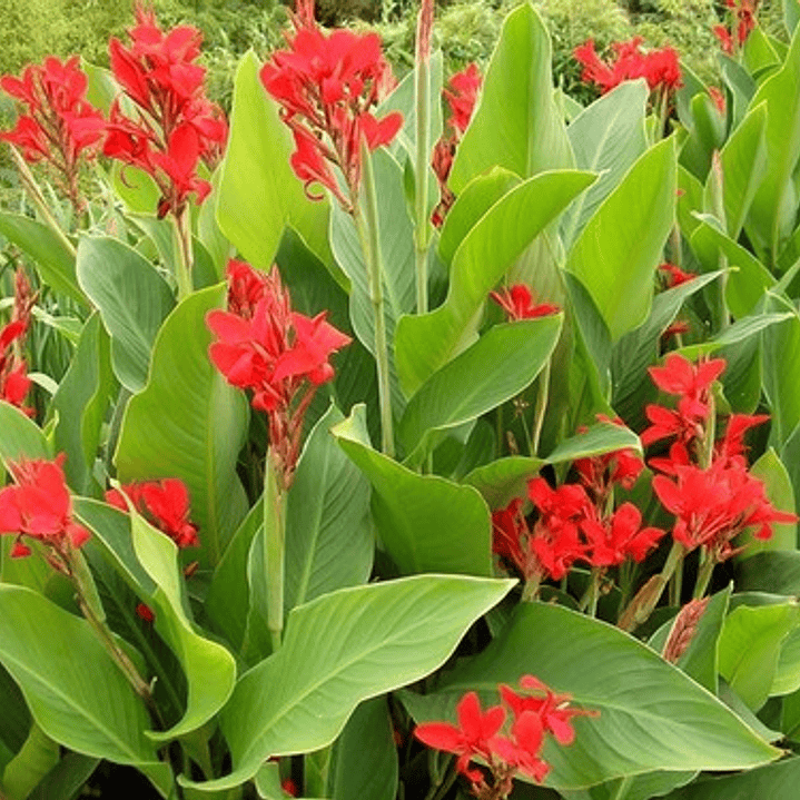 Achira Canna Indica Roja Planta Y Bulbo Ornamental 1