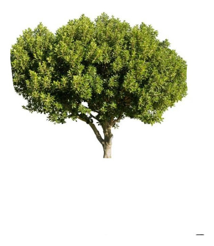 Algarrobo Chileno Prosopis Chilensis Árbol Nativo 1