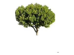 Algarrobo Chileno Prosopis Chilensis Árbol Nativo