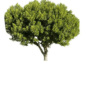 Algarrobo Chileno Prosopis Chilensis Árbol Nativo