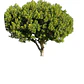 Algarrobo Chileno Prosopis Chilensis Árbol Nativo - Miniatura 1