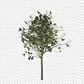 Algarrobo Chileno Prosopis Chilensis Árbol Nativo - Miniatura 2