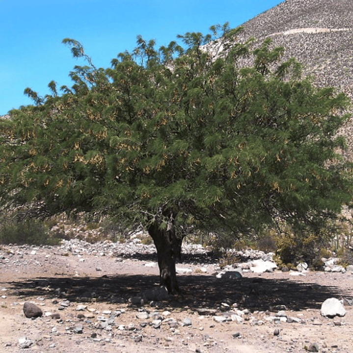 Algarrobo Chileno Prosopis Chilensis Árbol Nativo 3